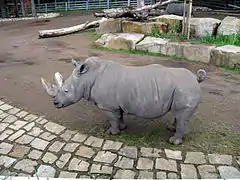 White rhinoceros at the Dortmund Zoo
