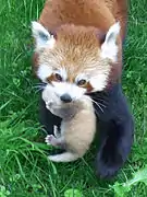 Red panda with baby at the Dortmund Zoo