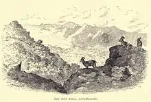 Nilgiri Tahr, Annaimalai