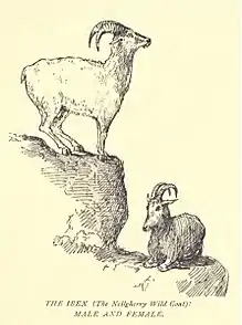 Nilgiri Tahr pair