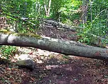 Large tree trunks and branches lying across a dirt path in the middle of a forest