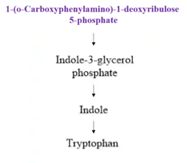 Fig. 4: Downstream* Pathway of Tryptophan Synthesis