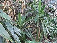 A group of D. aletriformis in dune vegetation.