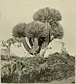 Dragon's blood tree (Dracaena cinnabari ) photograph by Forbes