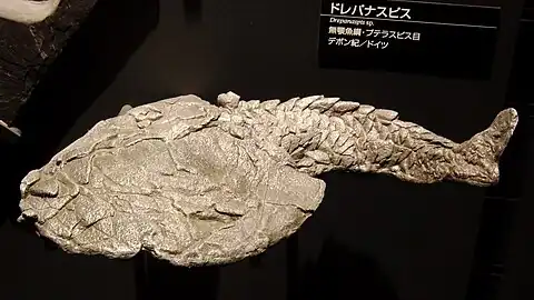 Fossil of Drepanaspis sp. in the National Museum of Nature and Science, Tokyo, Japan