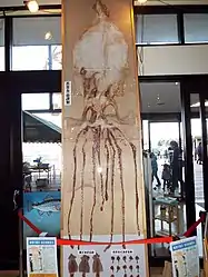 #598 (27/11/2014)Dried giant squid originally measuring 6.3 m in length
