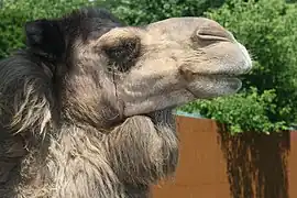 Dromedary camel