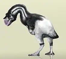 Dromornis stirtoni was the largest fowl, weighing up to 650 kg (1,430 lb).