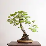 Vine Maple bonsai.
