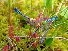 Several damselflies ensnared by some English sundews