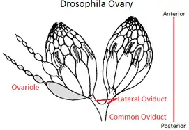 diagram of the ovary of the fruit fly Drosophila melanogaster