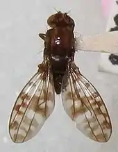Drosophila setosimentum