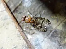 Drosophila sproati