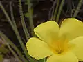 Drosophyllum lusitanicum flower