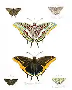 Charaxes and other butterflies