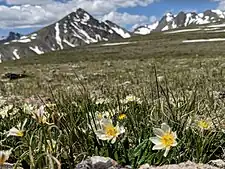 Dryas octopetala, the mountain avens, lives in cold arctic and montane habitats in the far north of America and Eurasia.