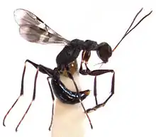 Dryinus koebelei female