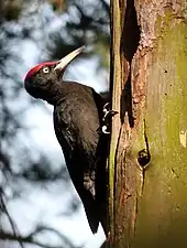 Black woodpecker