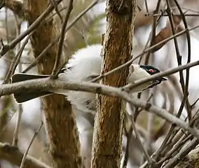 Displaying male with back feathers raised