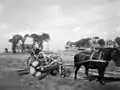Farmer plowing with horse (unknown date)