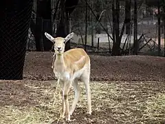 Blackbuck female