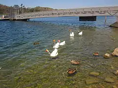 Ducks and Geese at Lake Miramar