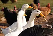 Domestic ducks and chickens, types of poultry