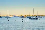 Ducks fly over the water at Matilda Bay during sunset