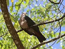 whitish pigeon with greenish wings and tail sitting on a branch