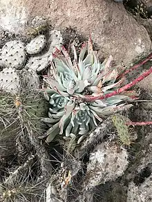 An endemic succulent, Dudleya candida, with Opuntia species