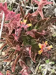 Dudleya lanceolata, a succulent plant also present on the mainland