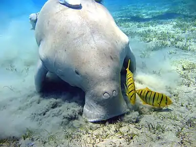 A dugong with its mouth on the sandy seafloor, leaving a noticeable cloud which hovers near the bottom. There are two yellow fish with black stripes near its mouth, and there are grasses poking out of the seafloor