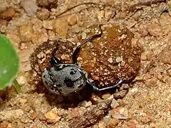 A dung beetle with two balls of dung