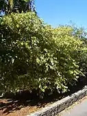 A large shrub
