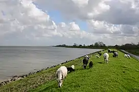 Dike with sheep