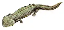 Dvinosaurus primus, a dvinosaurid of the middle to late Permian of Russia