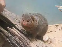 a small animal centered between rocks