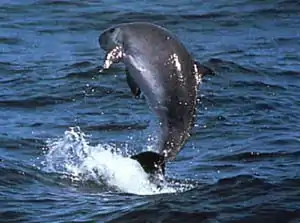 Gray dolphin