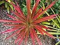 DYCKIA Red (2 of 3)