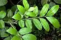 Foliage, Boorganna Nature Reserve