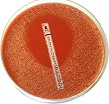 Bacteria are growing on an agar plate upon which a strip containing varying concentrations of antibiotics has been placed. An elliptical zone without growth is present around areas with higher concentrations of the antibiotic.