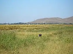 A view of Milyanfan from the fields west of the village