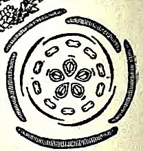 Floral diagram of Sedum acre
