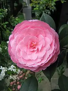 Camellia 'E.G. Waterhouse' williamsi cross raised by Waterhouse in 1946