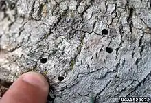 Adults exit the tree from D-shaped holes.