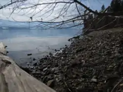 Early Spring Flotsam on the Okanagan Lakeshore in Lakeview Heights