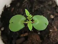 Early jacaranda sprout