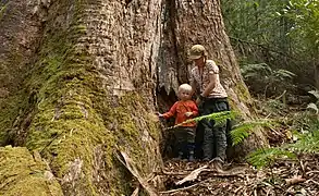 Old growth forest, near Errinundra National Park.