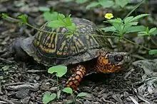 Adult male, eastern box turtle