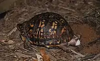 Eastern box turtles laying eggs